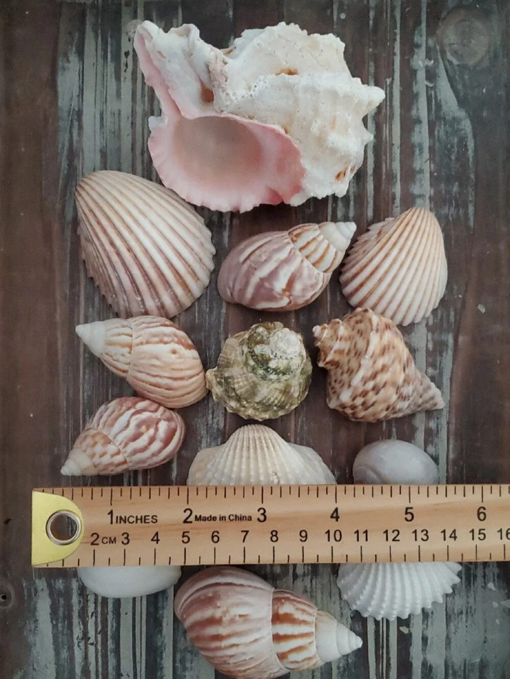 Natural Seashells Pink Murex Seashell Beach Coastal Decor Crafts Nautical
